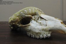 RidRhac MALE.jpg