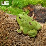 ug_Matcha_Pacman_Frog_1.jpg