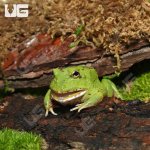 ug_Matcha_Pacman_Frog_2.jpg