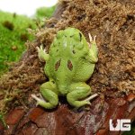 ug_Matcha_Pacman_Frog_4.jpg