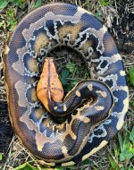 Sumatran1-11F.jpg