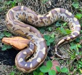 Sumatran1-2M.jpg