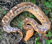 Sumatran1-4m.jpg