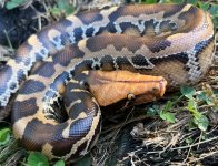 Sumatran1-9M1.jpg