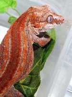 #52522GA Male 22g pic-3 - Copy.jpg