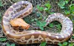 Sumatran1-6M.jpg