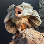 frilled-dragon-01.jpg