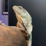 frilled-dragon-02.jpg