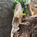 frilled-dragon-03.jpg