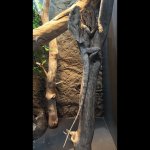 frilled-dragon-04.jpg