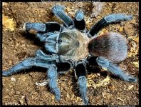 A.anax(f)4.75in_AD1.jpg