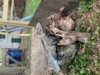 IMG_2338.jpg