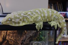 Male Brosse 06 01 2024 210 grams.jpg