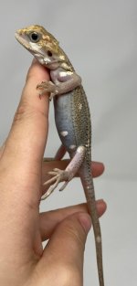 20220610200829.279-4386ADAB-F3FD-4AC2-A__69903.jpg