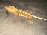 IMG_1548.jpg