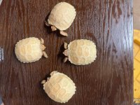 4 albinos.jpg