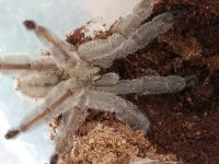 MM P irminia 1 view.jpg