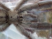 MM P irminia 2 view.jpg