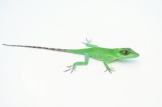 anolisluteogularis_1024x1024.jpg