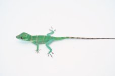 luteogularis_1024x1024.jpg