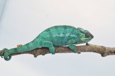 pantherchameleon_1024x1024.jpg