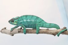 bluechameleon_1024x1024-1.jpg