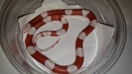 albinonelsonsfemalebreeder24anba03.jpeg