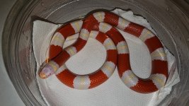 albinonelsonsfemalebreeder24anba02.jpeg