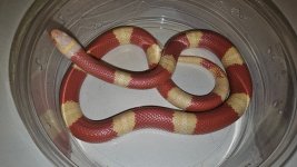 albinonelsonsfemalebreeder24anba01.jpeg