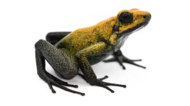 Phyllobates_bicolor_Uraba_Black_Legged_Poison_Frog_02-3d6bc5d2.jpg