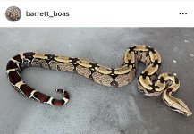 IMG_3692.jpeg