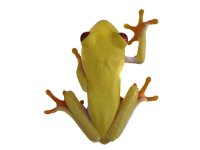 frogs-27-d5ad229e.jpg