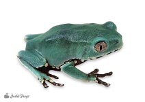 waxy-monkey_tree_frog_-_phyllomedusa_bicolor_captive_bred_-03-e22e6e44.jpg