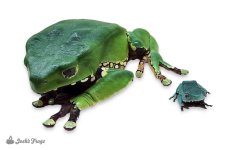waxy-monkey_tree_frog_-_phyllomedusa_bicolor_captive_bred_-17-3d55cc5d.jpg