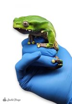 waxy-monkey_tree_frog_-_phyllomedusa_bicolor_captive_bred_-11-b02abf96.jpg