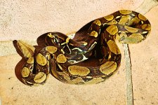 2020 Columbian Barranquilla male 1.jpg