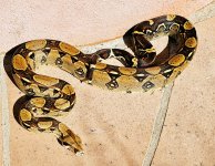 2020 Columbian Barranquilla male 4.jpg