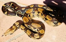 2020 Columbian Barranquilla male 2.jpg