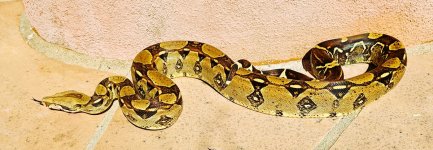 2020 Columbian Barranquilla male 3.jpg