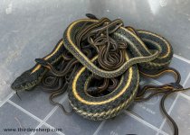 01 Aquatic Garter Snake_9953.jpg