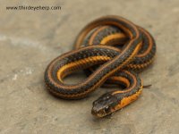 Aquatic Intergrade Garter Snake_2529.jpg