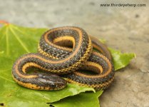 Aquatic Intergrade Garter Snake_2549.jpg