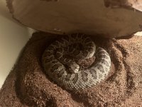 1.0.0 CBB'20 Crotalus viridis.jpg