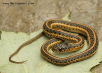 Aquatic Intergrade Garter Snake_2567.jpg