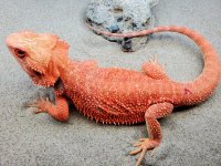 Hypo het Trans Male #7-M, 18in, 251g.jpg