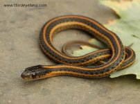 Aquatic Intergrade Garter Snake_2531.jpg