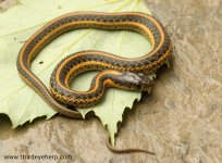 Aquatic Intergrade Garter Snake_2563.jpg