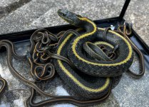 01 Santa Cruz Garter Snakes_0063.jpg