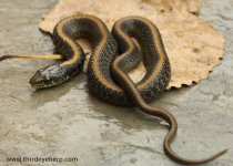 Santa Cruz Garter Snake_2576.jpg