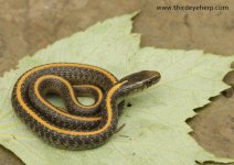 Santa Cruz Garter Snake_2579.jpg